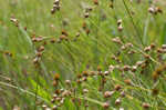 Ozark sedge